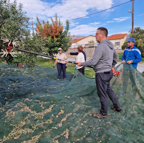 Andreas bei der Olivenölernte auf Kreta