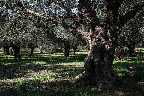 Blick in einen Olivenhain mit alten Olivenbäumen