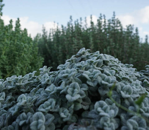 Diktamon Pflanze auf einem kretischen Kräuterfeld – endemisches Heilkraut Kretas in natürlicher Umgebung