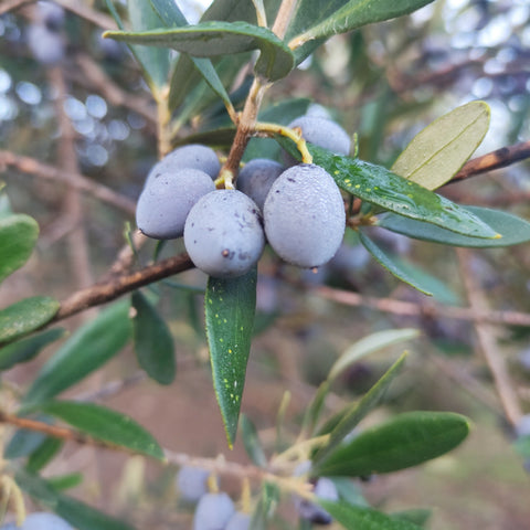 BIO extra natives Olivenöl aus Kreta | Elidia