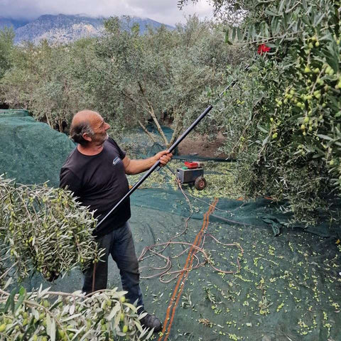 Farmer Niko mit dem Handrüttler bei der Olivenernte. Schonend für die Olivenbäueme und für die Tierwelt