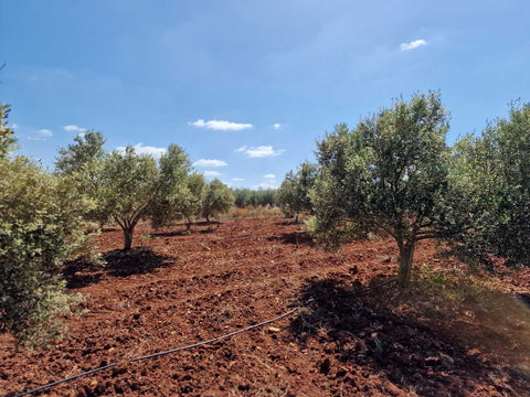 Ein gepflegter, frisch gepflügter Olivenhain am Rande der Messara.